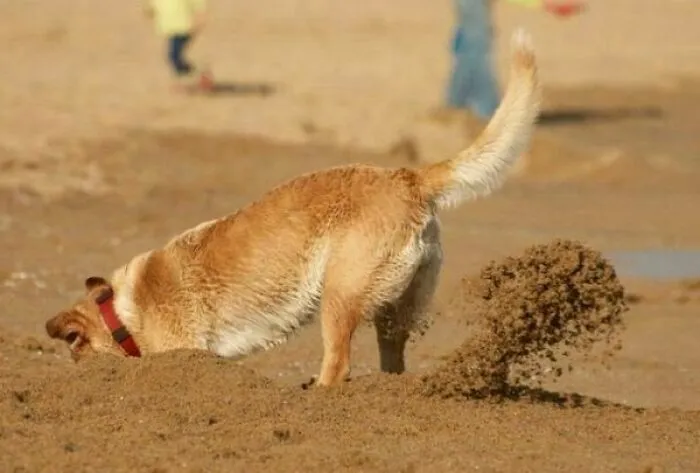 Perro cavando en la arena en fotos tiernas y divertidas de animales