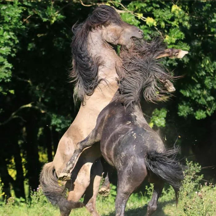 Caballos peleando con melena al viento en foto dinámica de animales salvajes