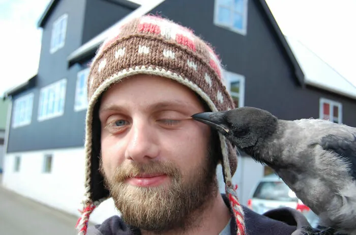 Cuervo picoteando la cara de un hombre con gorro en imagen divertida de animales