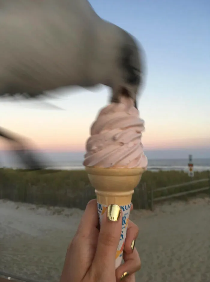 Gaviota robando helado en fotos tiernas y divertidas de animales