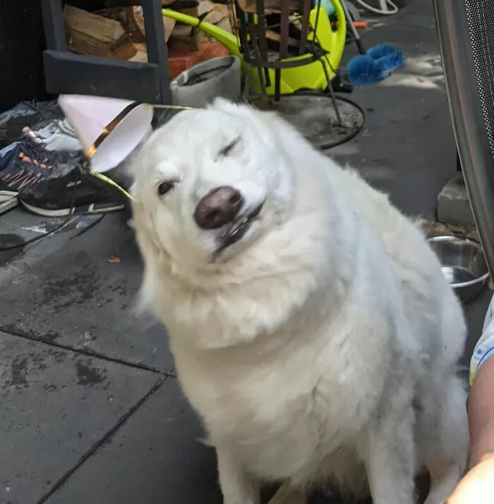 Perro blanco guiñando un ojo en fotos tiernas y divertidas de animales