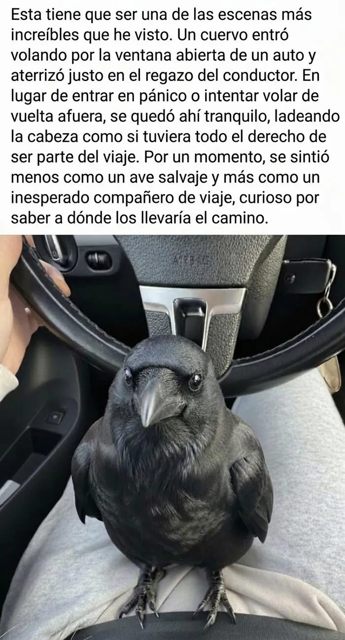 Cuervo en el regazo del conductor en auto como compañero de viaje reconfortante