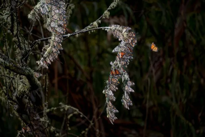 Mariposas monarca agrupadas en ramas en la mejor foto de los Premios internacionales de fotografía Siena