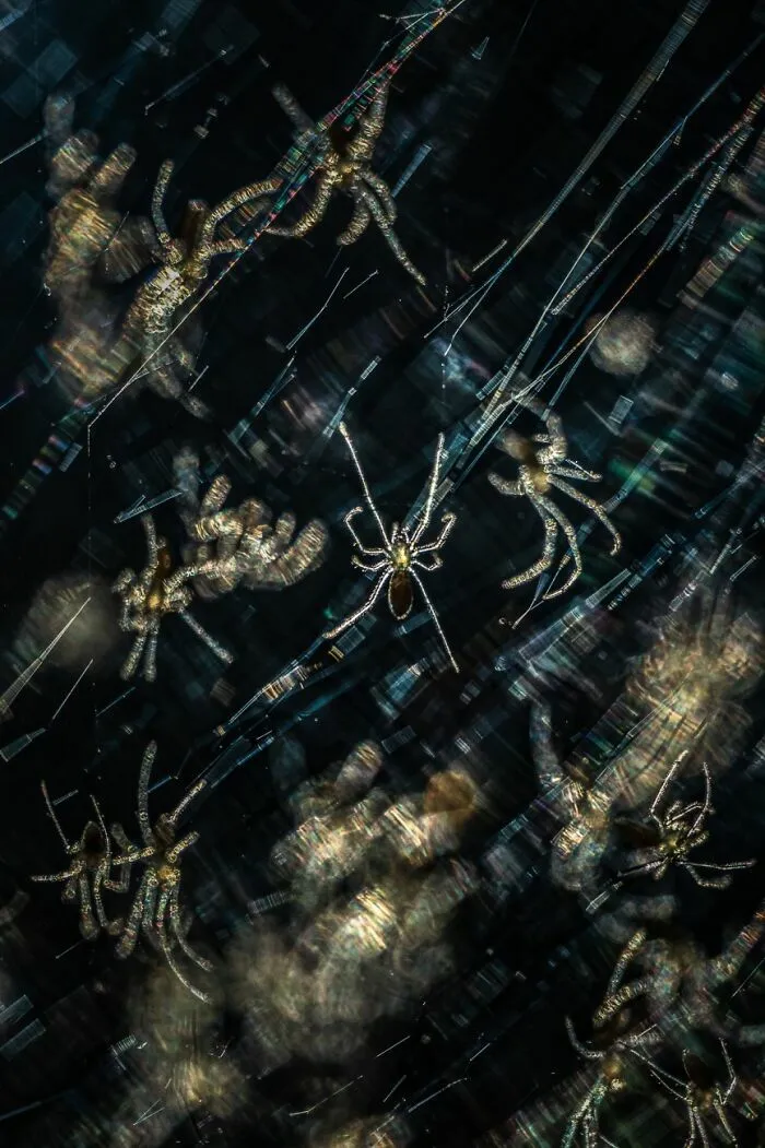 Arañas sobre telaraña capturadas en imagen premiada en concursos internacionales fotografía Siena 2026