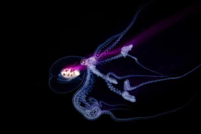 Pulpo transparente con tentáculos iluminados en fondo negro en los Premios internacionales de fotografía Siena