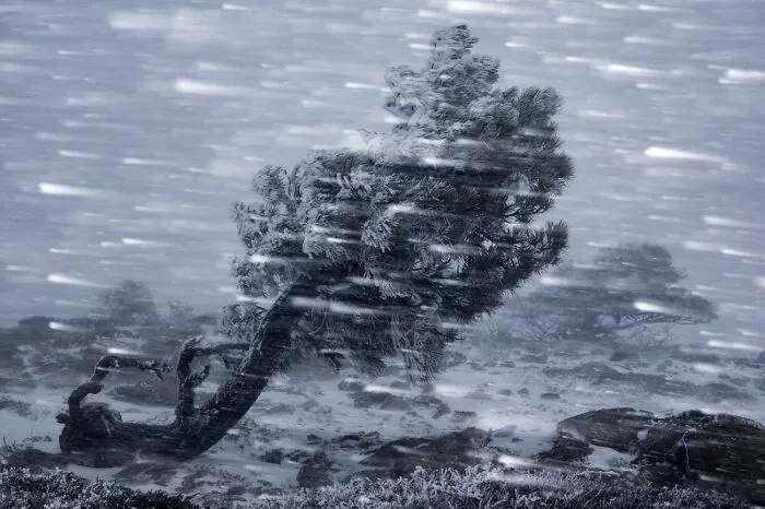 Premio en fotografía Siena mostrando árbol azotado por fuerte viento y nieve