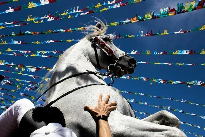 Caballo blanco con riendas en evento bajo banderas coloridas Premios internacionales de fotografía Siena