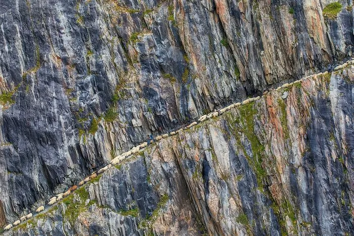 Rebaño de ovejas cruzando un estrecho camino rocoso en la montaña, fotos de fauna impactantes.