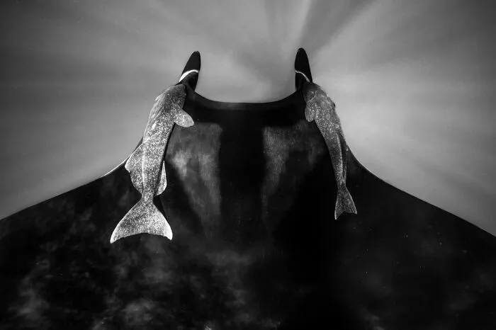 Manta raya en blanco y negro, ejemplo impactante de fotos de fauna premiadas.