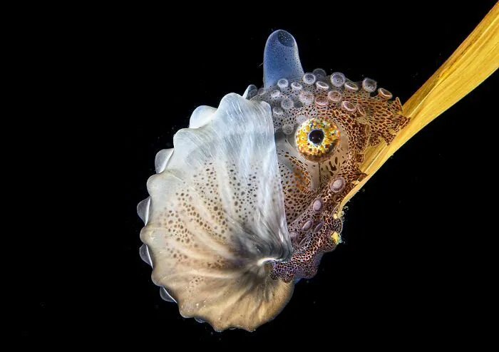 Argonauta marino sobre una hoja en la oscuridad del océano, destacando en fotos de fauna marina.