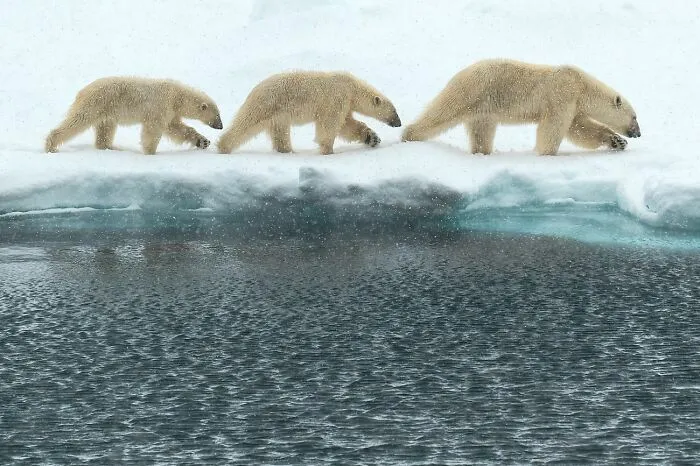 Tres osos polares caminando sobre el hielo, bella toma entre fotos de fauna premiadas.