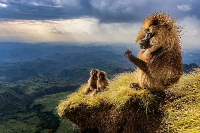 Mono gelada y sus crías en la cima de una montaña, una de las fotos de fauna más impresionantes.