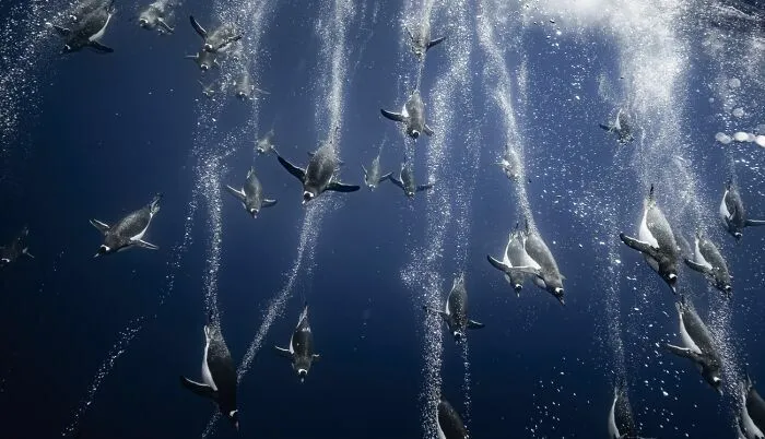 Pingüinos nadando velozmente bajo el agua, una joya entre las fotos de fauna marina.