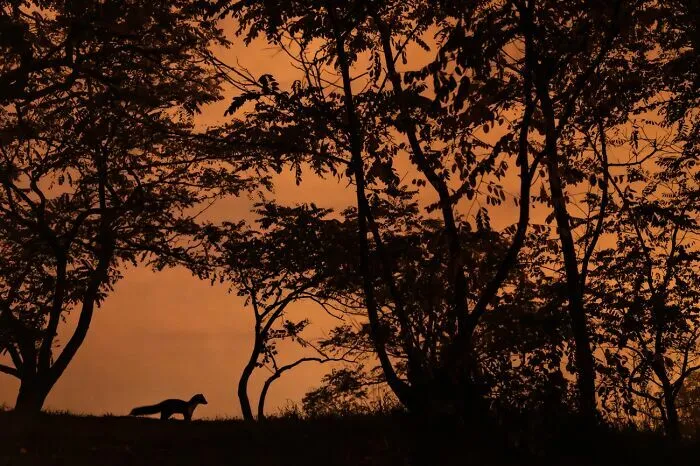 Silueta de un pequeño mamífero al atardecer entre las fotos de fauna silvestre.