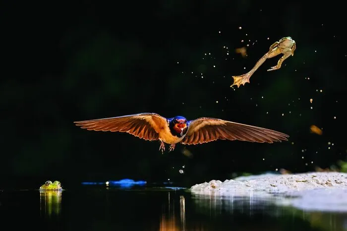 Golondrina volando sobre el agua cerca de una rana en esta imagen de fotos de fauna.