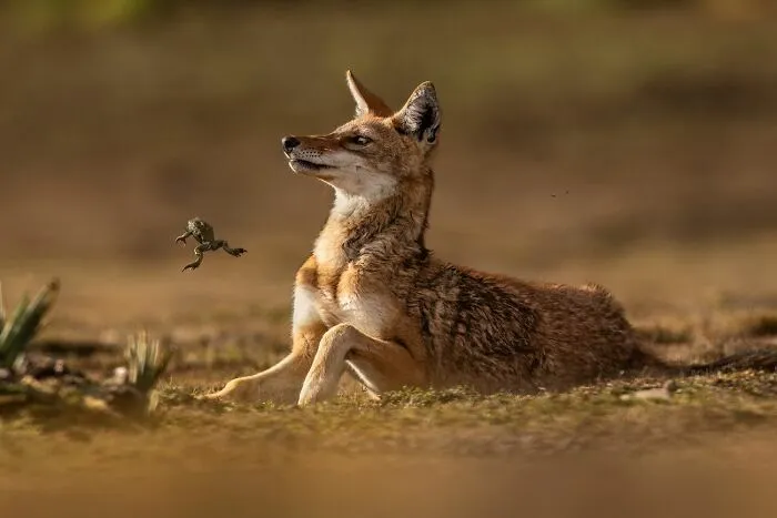 Un chacal observa a una rana saltando en la naturaleza, destacando fotos de fauna.