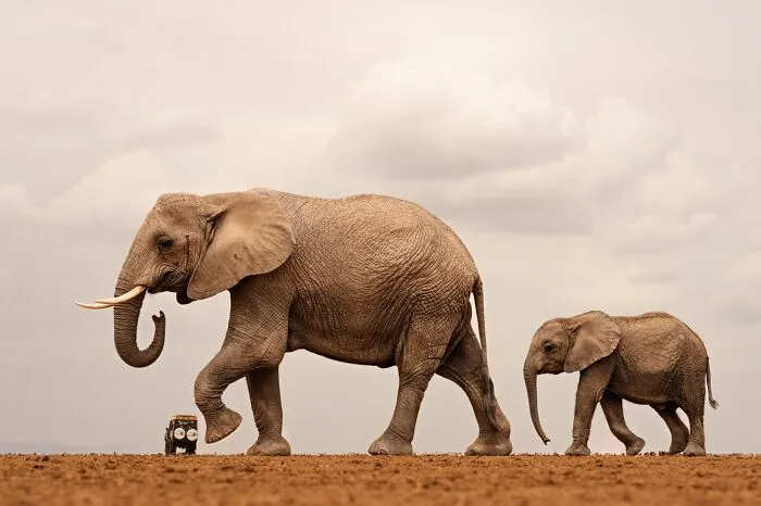 Madre e hijo elefante caminando juntos en un entorno natural para fotos de fauna.