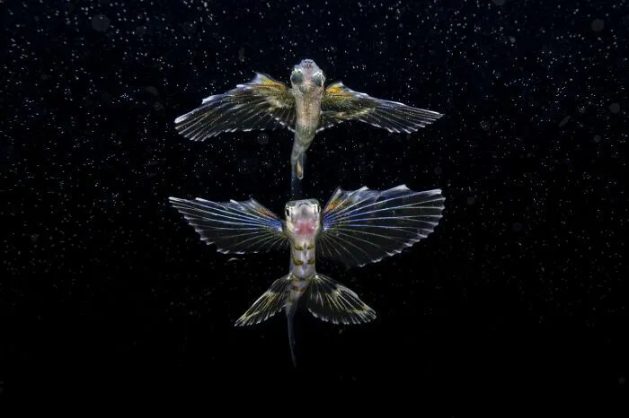 Pez volador nadando en aguas oscuras, un ejemplo impactante en fotos de fauna que muestran la vida marina.
