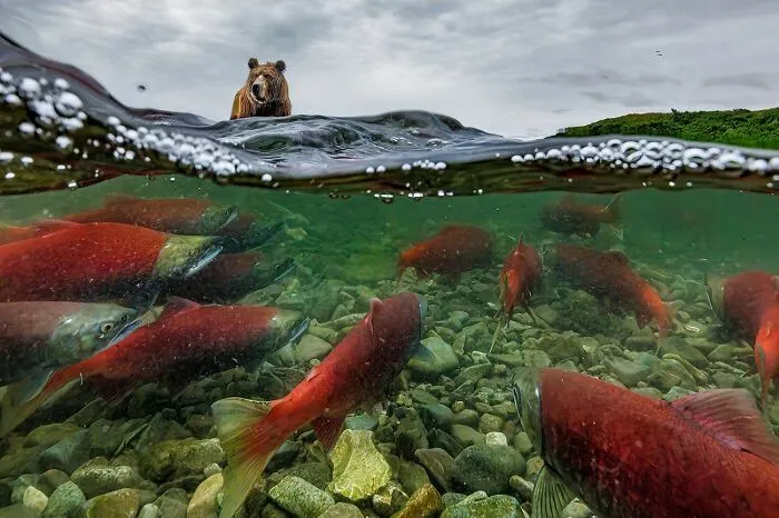 Oso pardo vigilando desde la superficie un río lleno de salmones en fotos de fauna.