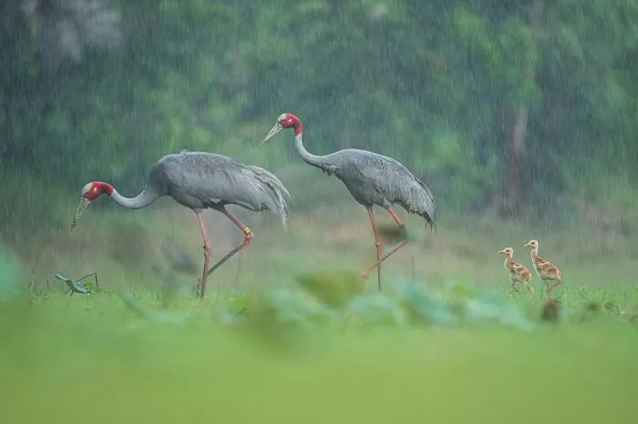 Familia de grullas caminando bajo la lluvia, fotos de fauna