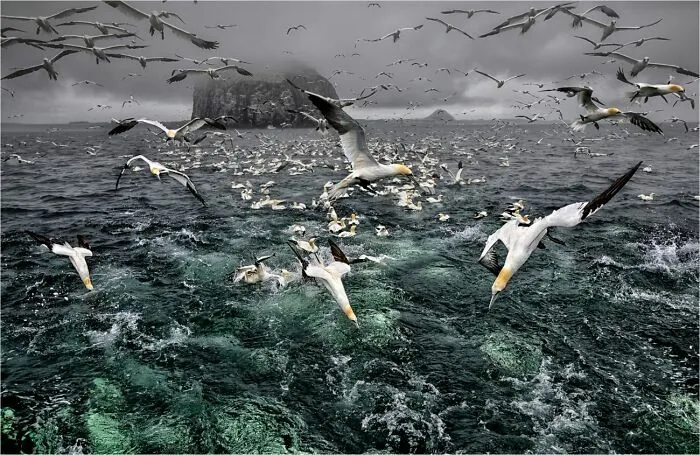 Bandada de aves marinas sumergiéndose en el mar en estas fotos de fauna impresionantes.