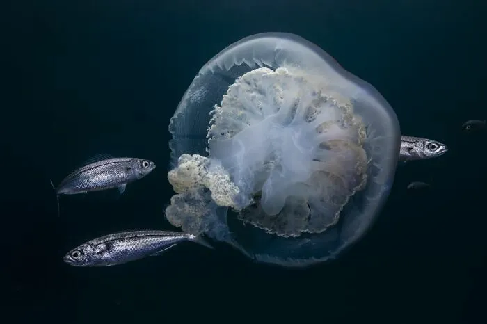 Gran medusa flotando junto a peces pequeños, captada en fotos de fauna del mundo natural.