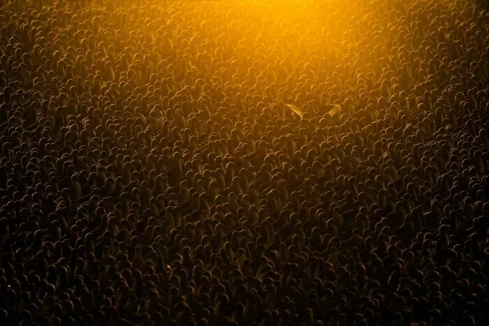 Gran multitud de pingüinos bajo una luz dorada, hermosa escena entre estas fotos de fauna.