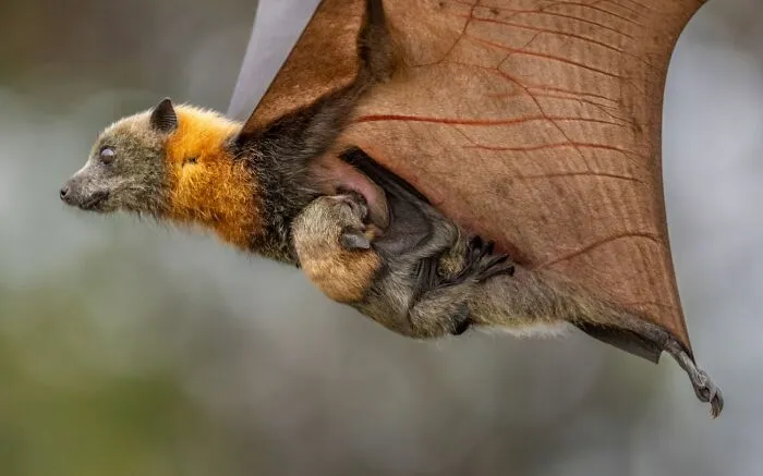 Un murciélago volando con su cría, mostrando la belleza de las fotos de fauna premiadas.