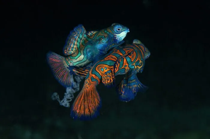 Peces mandarín de colores brillantes bajo el agua, un primer plano hermoso de fotos de fauna.