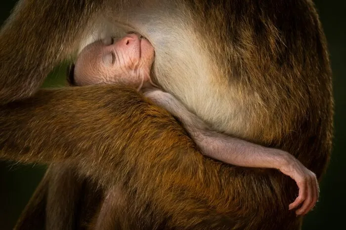 Cría de mono durmiendo plácidamente abrazada a su madre, emotivo detalle de fotos de fauna.