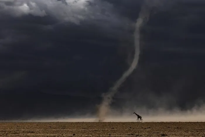 Jirafa caminando cerca de un remolino de polvo, impresionante escena entre fotos de fauna.