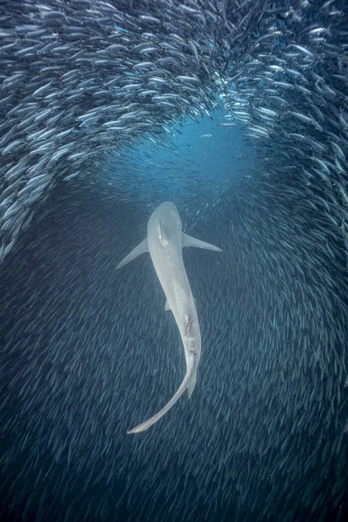 Tiburón nadando entre un gran banco de peces, destacando entre las fotos de fauna premiadas.