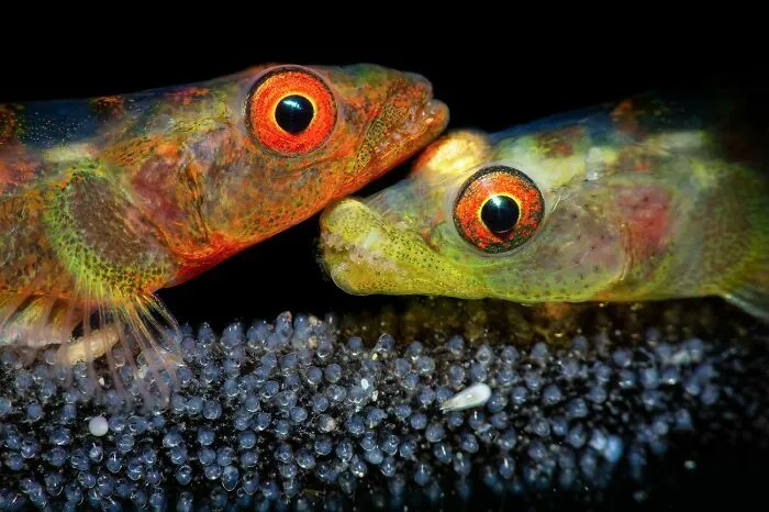 Dos peces de colores brillantes cuidando sus huevos, una de las impresionantes fotos de fauna.