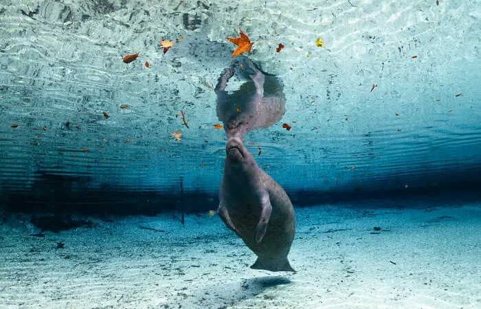 Manatí nadando cerca de la superficie en aguas cristalinas, entre fotos de fauna de naturaleza.