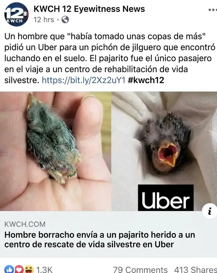 Imágenes reconfortantes de un pajarito rescatado que viaja en Uber hacia un centro de rehabilitación.
