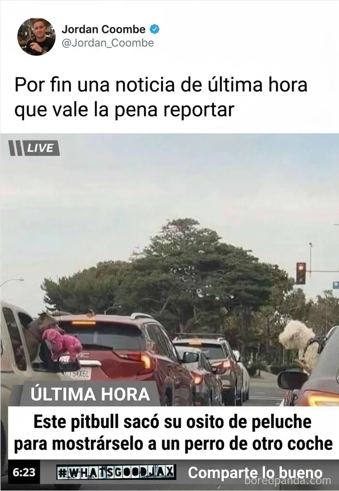 Imágenes reconfortantes de un perro pitbull mostrando su peluche a otro perro desde el coche.