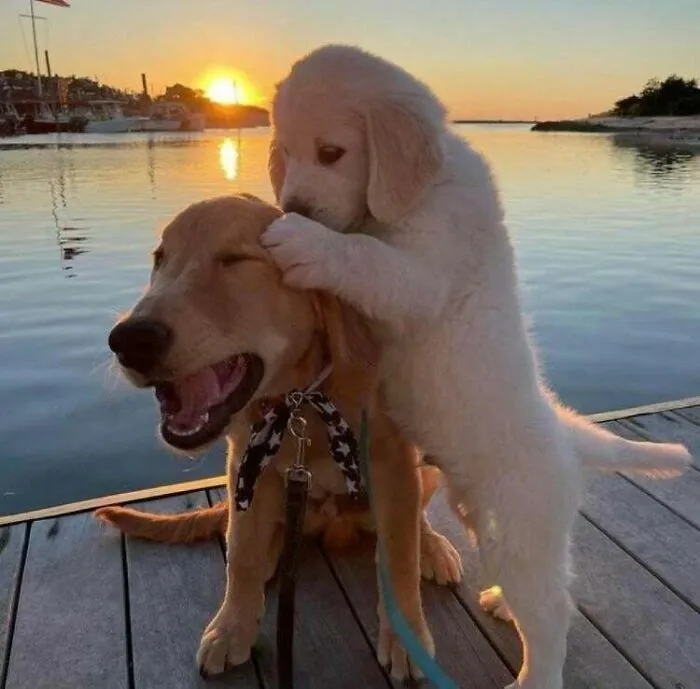 Un cachorro jugando con otro perro al atardecer, una de esas imágenes reconfortantes que alegran el día.