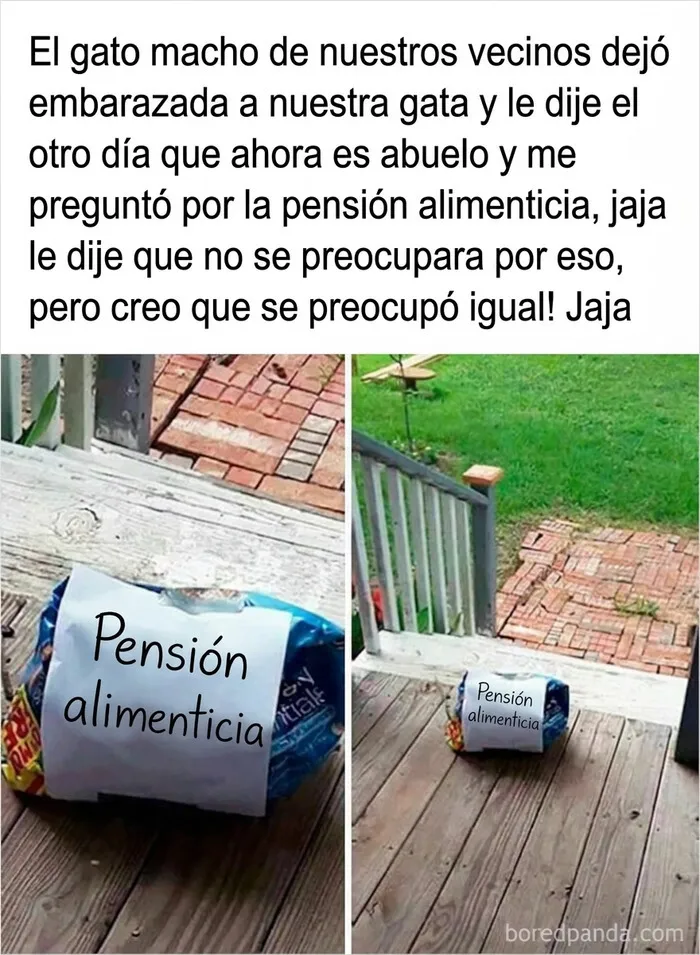 Meme divertido con comida de gato, una de las imágenes reconfortantes de la lista.