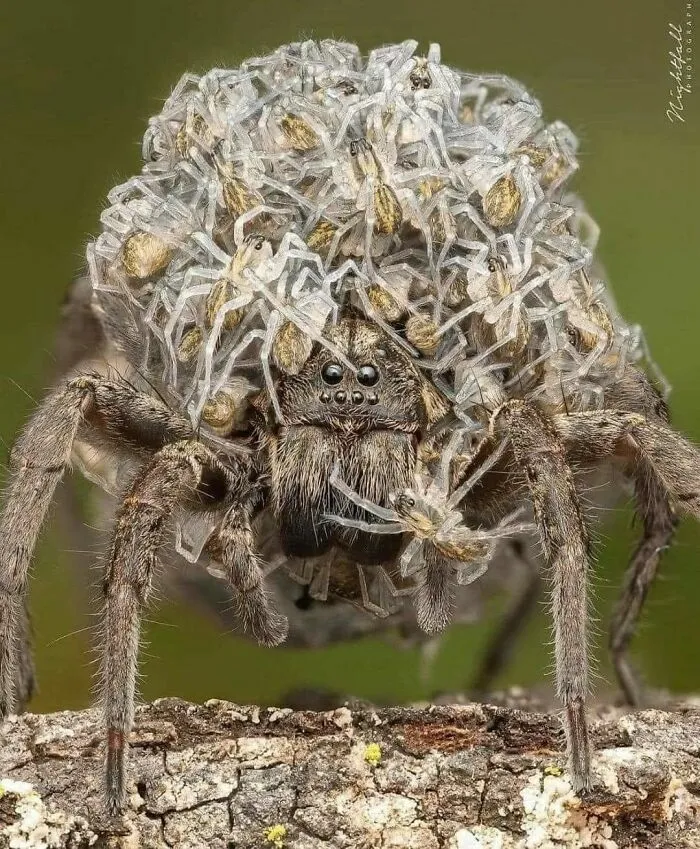 Madre araña llevando a sus crías en la espalda, imágenes reconfortantes de la naturaleza.