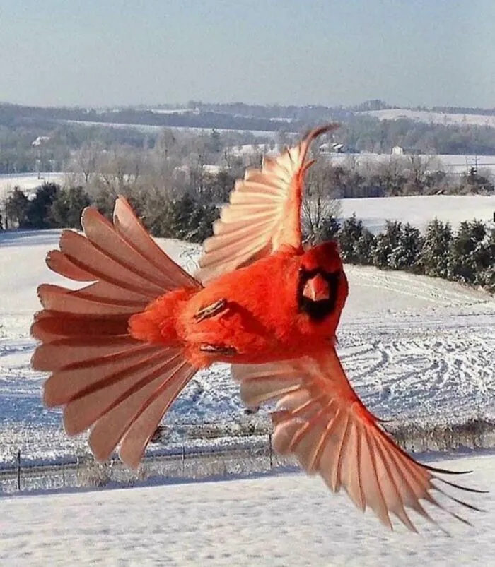 Pájaro cardenal volando en el fondo de una escena nevada, ejemplo de fotos divertidas y curiosas.