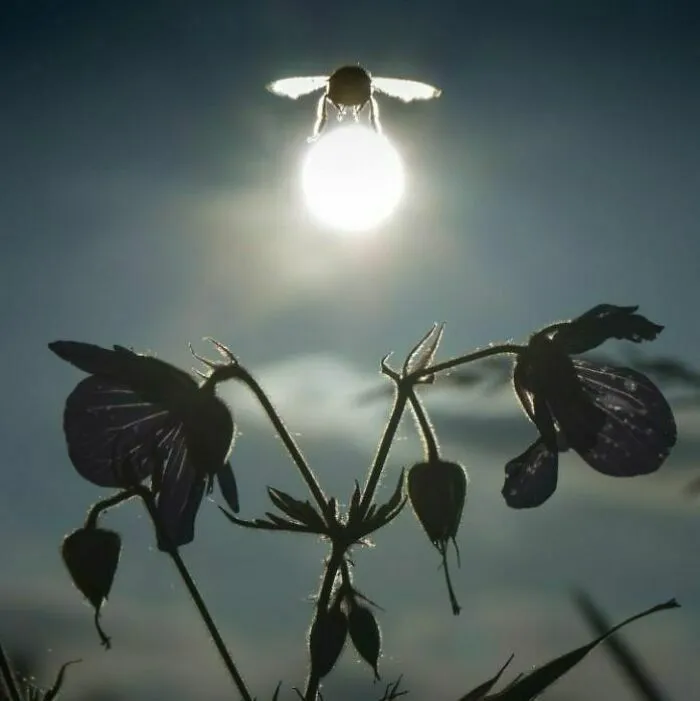 Una abeja frente al sol crea una imagen sorprendente en esta lista de divertidas fotos con fondo genial.
