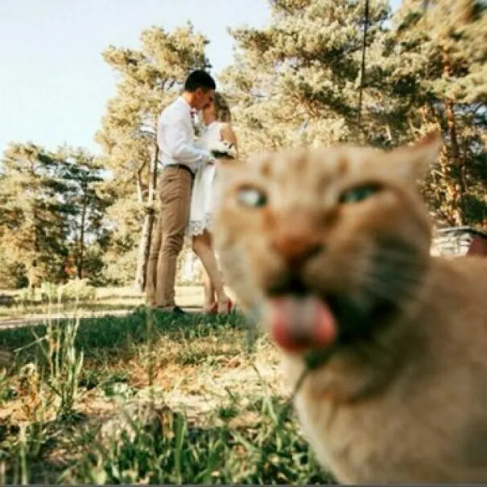 Gato divertido en primer plano arruina una foto de boda, entre las más divertidas fotos con gran fondo.