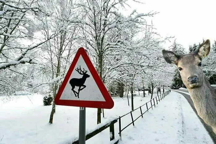Ciervo asomándose junto a una señal de ciervos en la nieve, fotos divertidas.