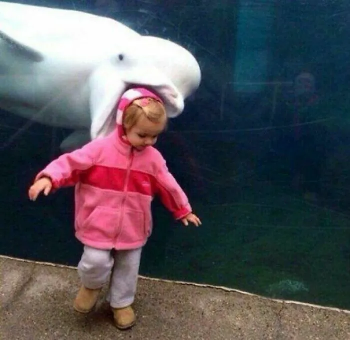Una de las fotos divertidas donde una beluga en el fondo parece morder a una niña en primer plano.