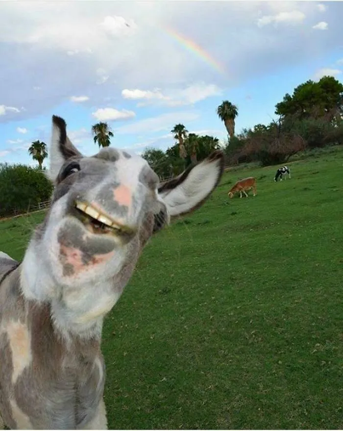 Un asno sonriente en primer plano con vacas y un arcoiris de fondo en una divertida foto al aire libre.