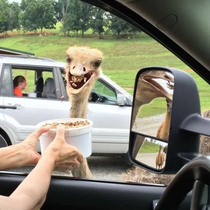 Avestruz comiendo de un tazón cerca de un coche en una escena de divertidas fotos con animales.