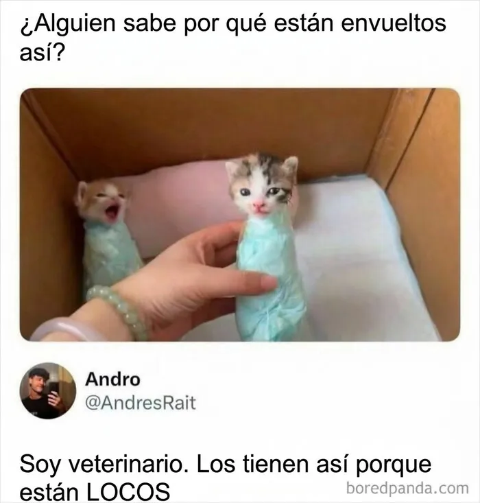 Gatitos envueltos en tela azul en un meme gracioso para reír.