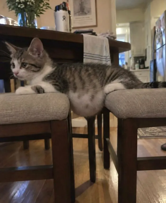 Gatito recostado entre dos sillas dejando su barriga colgando, en una escena de memes sin contexto divertidos.