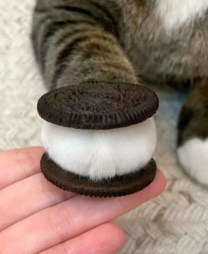 Pata de gato blanco colocada entre dos galletas de chocolate simulando un sándwich en memes sin contexto.