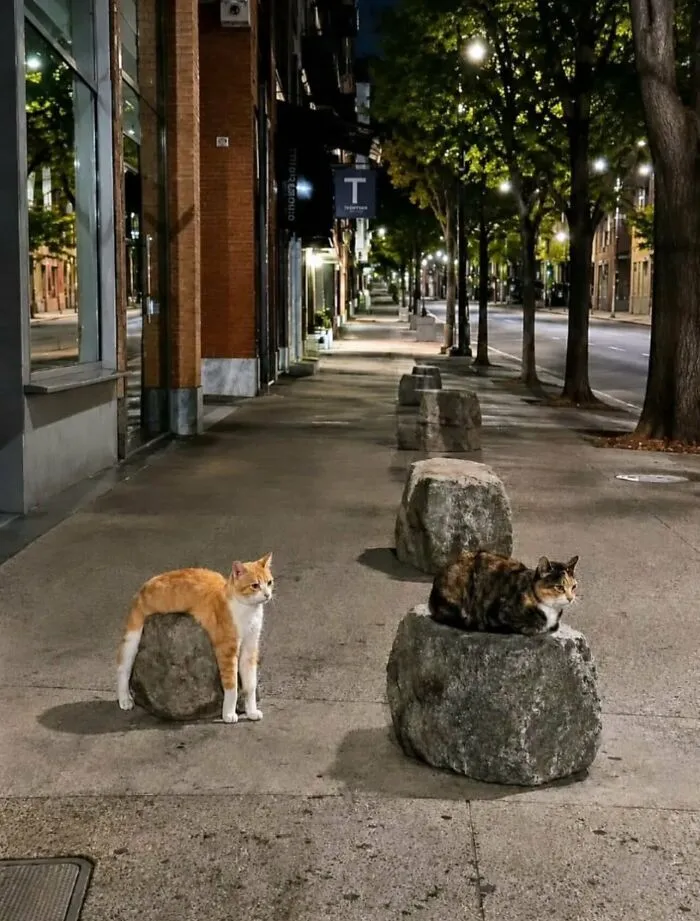 Dos gatos descansando sobre rocas en la acera, un ejemplo de imágenes sin contexto divertidas.